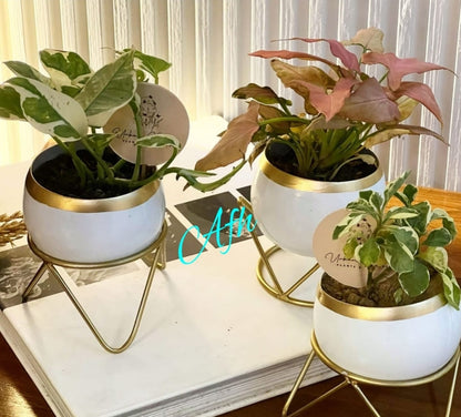 Round Flower Pot | Metal Planter Holder | Tabletop Planter Holder (Set of 3) - Upstyle Craft